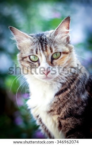 Domestic cat looking at the camera