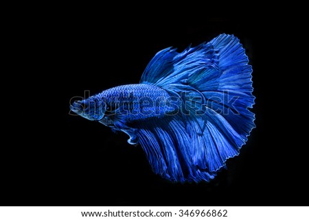Colorful of siamese fighting fish
