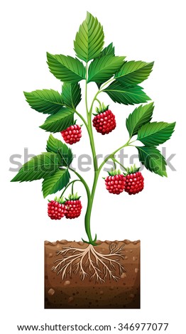 Rasberry planting in the ground illustration