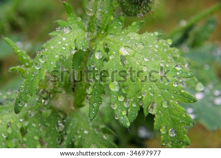 wet leaves from poppy