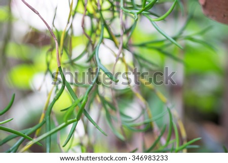Green plant with roots for nature background with selective focused point 