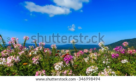 flower on mountain under sunshine and blue sky