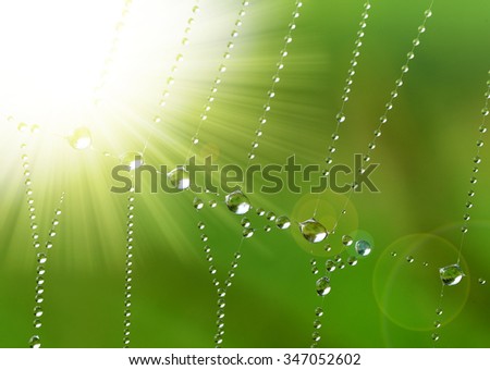 Spider web with dew drops closeup 
