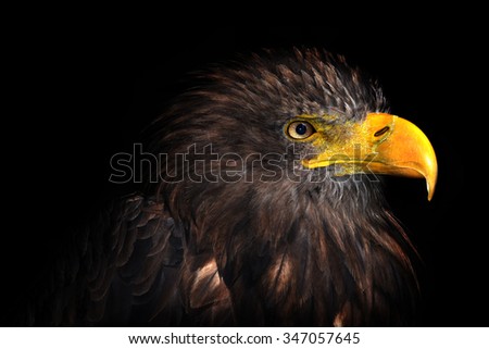 Sea eagle isolated on black background 