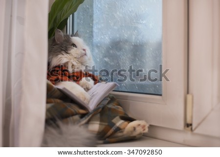 cat sweater, reading a book while sitting at a window