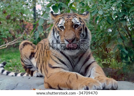 Closeup picture of a Siberian Tiger on a Summer day