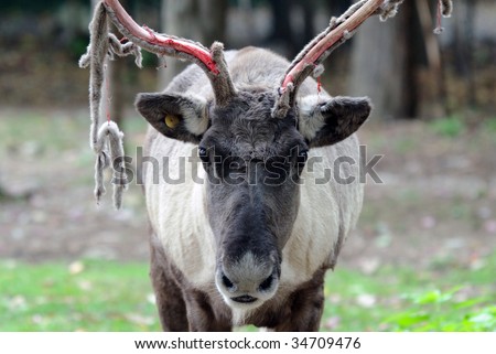 Closeup picture of a reindeer losing the velvet on its antlers