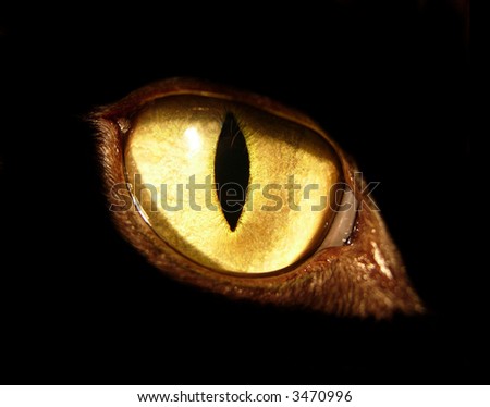 feline eye on black background