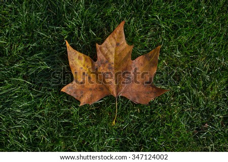 Maple leave laying on the grass as a canadian flag in the park in London 