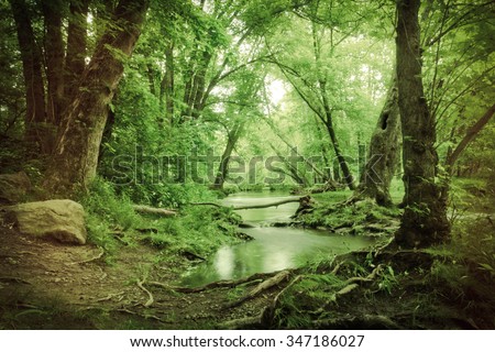 Magical summer swamp deep in the forest with leaning oak trees creating tunnel Royalty-Free Stock Photo #347186027