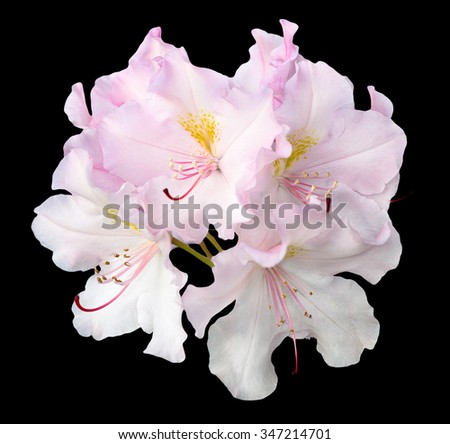 Bush of tender white and pink pelargonium flowers isolated on black