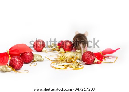 Fat brown mouse runs away from the red and gold Christmas decorations.