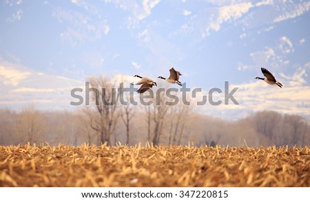 Flock of geese with beautiful landscape in background.