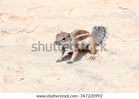 Barbary Ground Squirrel Atlantoxerus Getulus on the Spanish Island Fuerteventura 