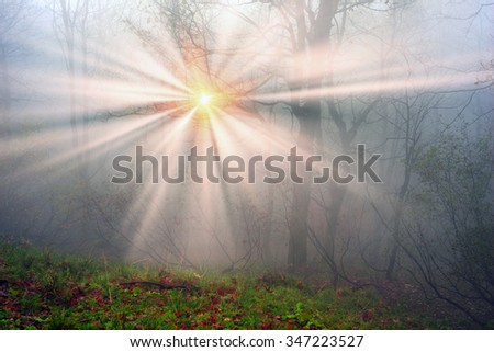 Delicate beautiful colors of autumn on a background of wild forests of the Ukrainian Carpathians, artistic haze and the sun's rays shining among the trunks thick carpet of leaves falling on the ground