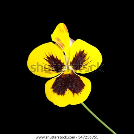 Flower pansies isolated on a black background