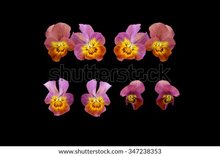Pansy flowers closeup isolated on black