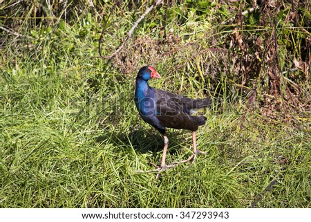 A brilliantly feathered  Purple swamp hen porphyria porphyria  standing  in the green grassy field in Big Swamp  Bunbury Western Australia  on a sunny  autumn  afternoon.