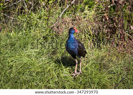 A brilliantly feathered  Purple swamp hen porphyria porphyria  standing  in the   green grassy  field  in Big Swamp  Bunbury Western Australia  on a sunny  autumn  afternoon.