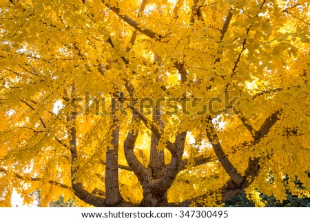 Ginkgo biloba tree in autumn. Mountain View, Santa Clara County, California, USA.
