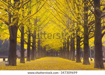 This picture was taken at Nami island,South Korea,It is a beautiful row of ginkgo. Royalty-Free Stock Photo #347309699