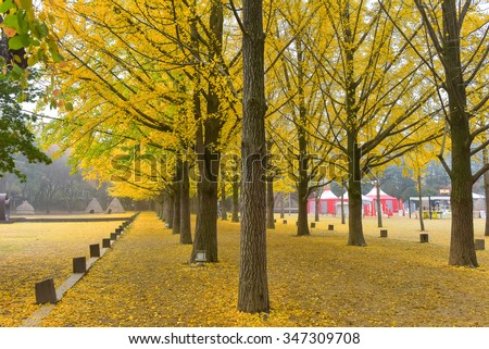 This picture was taken at Nami island,South Korea,It is a beautiful row of ginkgo.