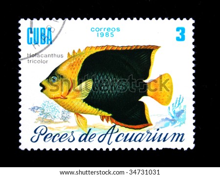 CUBA - CIRCA 1985: A stamp printed by Cuba shows the Holocanthus tricolor fish, stamp is from the series "Aquarian fishes" circa 1985.