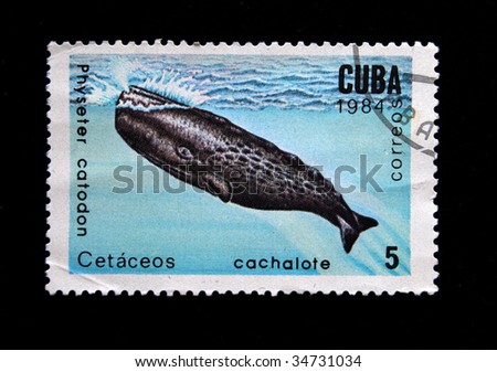 CUBA - CIRCA 1984: A stamp printed by Cuba shows a "cachalote".