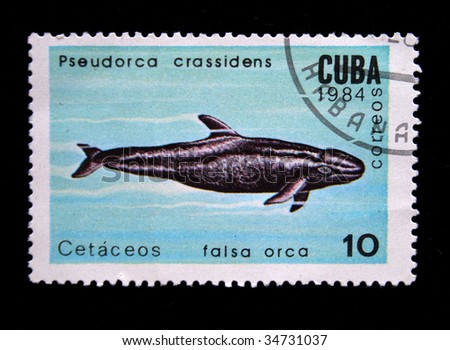 CUBA - CIRCA 1984: A stamp printed by Cuba shows a "falsa orca".