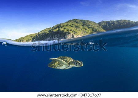 Sea Turtle swims below surface beside beautiful tropical island