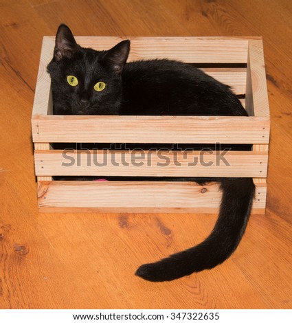Black cat playing and hiding in a wooden crate, looking at the viewer