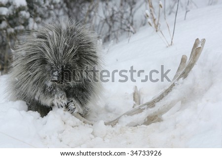 Porcupine chewing on moose antler
