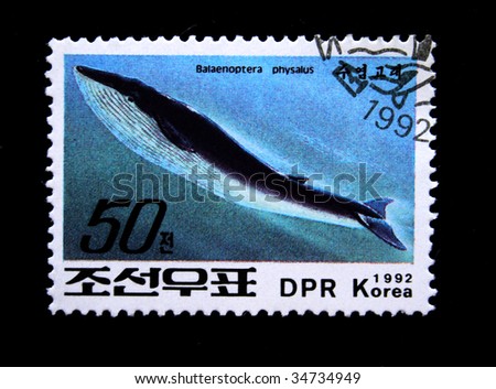 DPR KOREA - CIRCA 1992: A stamp printed by DPR KOREA (North Korea) shows a Whale "Balaenoptere physalus", stamp is from the series "Whales" circa 1992.