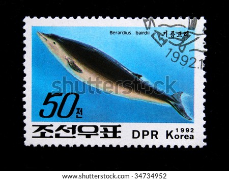 DPR KOREA - CIRCA 1992: A stamp printed by DPR KOREA (North Korea) shows the Whale "Berardius bairdii", stamp is from the series "Whales" circa 1992.