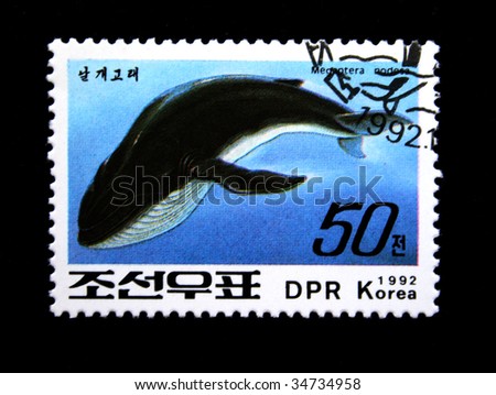 DPR KOREA - CIRCA 1992: A stamp printed by DPR KOREA (North Korea) shows the Whale "Balaenoptere physalus", stamp is from the series "Whales" circa 1992.