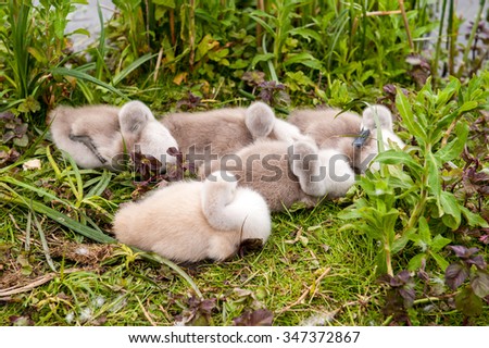 Young swan cygnets nesting together near water