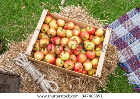 Large wooden box containing red and green apples outside