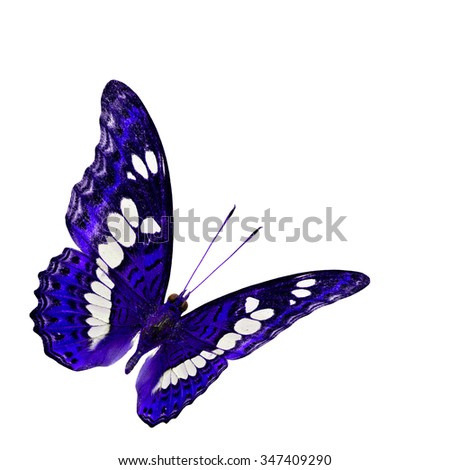 The beautiful flying dark blue butterfly isolated on white background, exotic nature