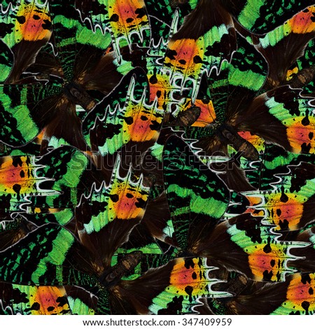 Beautiful green and bronze background made of Madagasgan Sunset Moth butterfly, an exotic texture and patterns