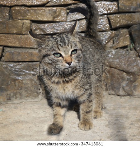 close-up gray kitten against a background of a stone wall on a sunny day 
