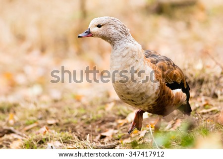 The Orinoco goose - Neochen jubata in the fall autumn warm colours