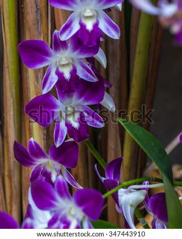 Beautiful purple orchid in the garden