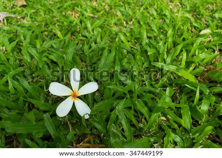 White flower on grass/Flower on grass