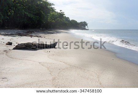 Fish shape driftwood on sandy beach, Trinidad, Trinidad And Tobago