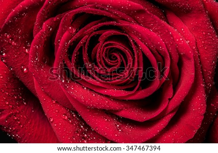 Red rose petals with rain drops closeup. Red Rose. Royalty-Free Stock Photo #347467394