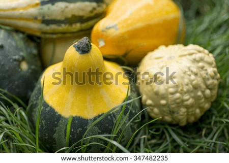 Cucurbita pepo. Colorful ornamental gourds of various shapes on the grass