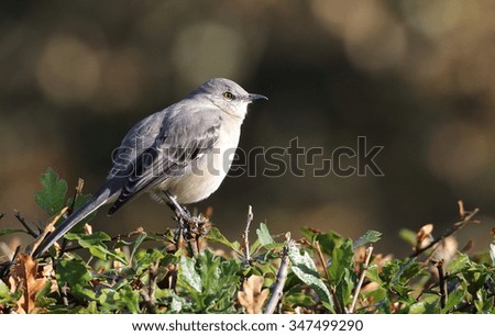 Mockingbird
wildlife
Mockingbird
