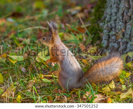 A little squirrel