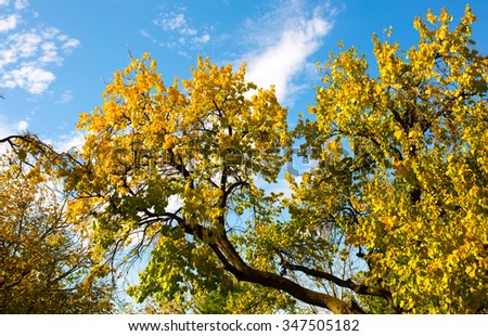 Yellow fall tries and blue sky in the background