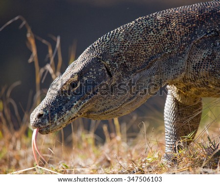 Portrait of a Komodo Dragon. Close-up. Indonesia. Komodo National Park. An excellent illustration.